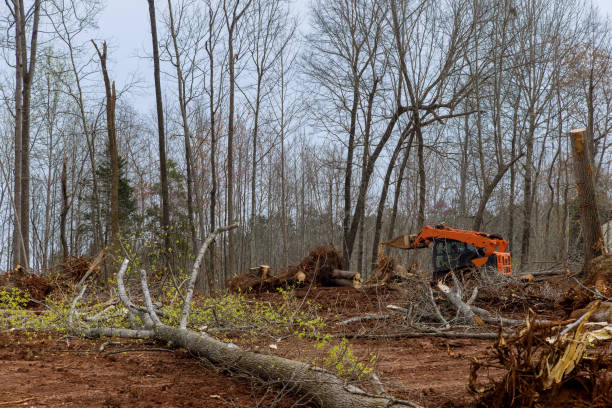 Best Stump Grinding and Removal  in New Hartford Center, CT