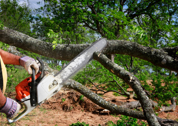 New Hartford Center, CT Tree Care Company